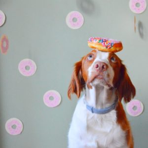 Doggies & Donuts - Edina Only! @ Vet Partners, Edina | Plymouth | Minnesota | United States