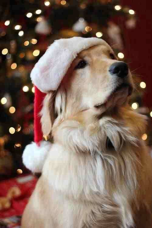 * December Bark Box Contest - Pet Toys, Food, & Bedding Donations! * @ Vet Partners Pet Hospitals