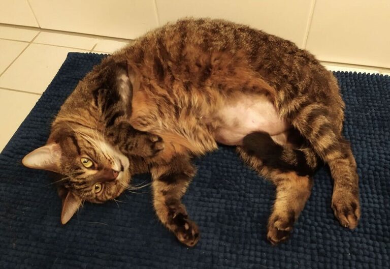 Overgrooming In Cats VetPartners Pet Hospital