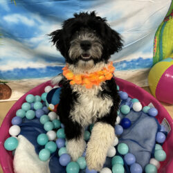 MillieBlomquist copy