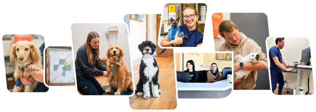 Vet Partners Minneapolis - Vet Partners Pet Hospital